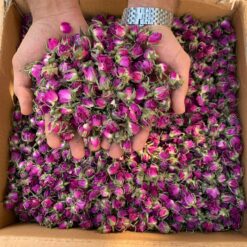 غنچه گل محمدی لوکس لاله زار