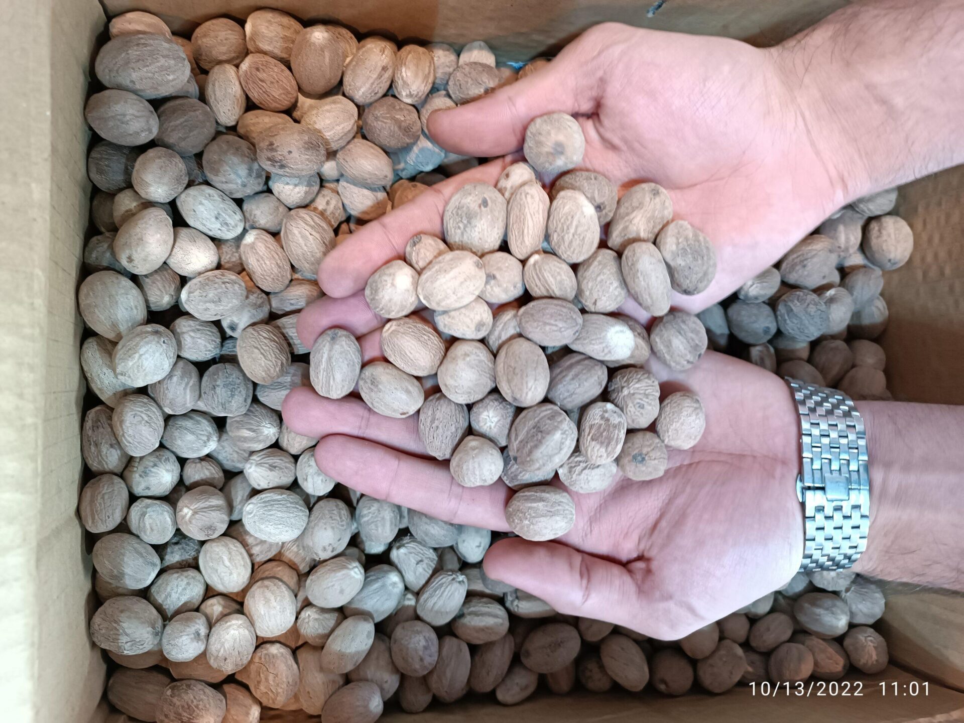 جوز هندی 3 جوز هندی - تصویر 3