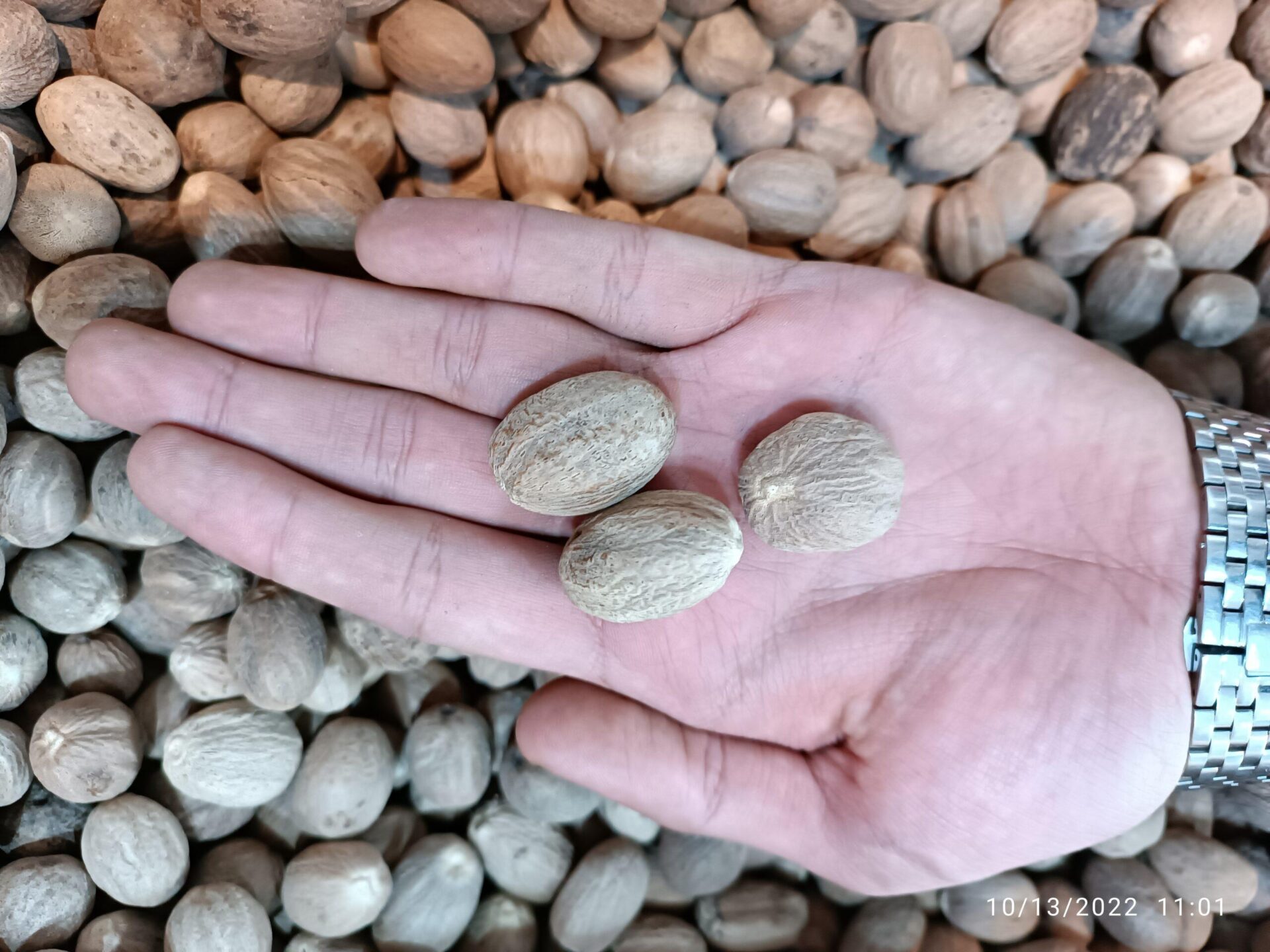 جوز هندی 2 جوز هندی - تصویر 2