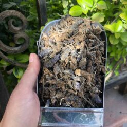 اوسطوخودوس لوکس خارجی یک کیلویی3