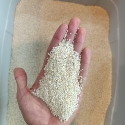 کنجد سفید هندی