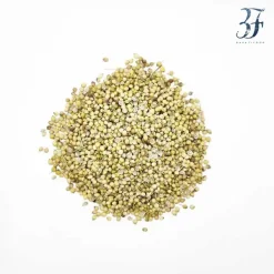 تخم گیشنیز توپی