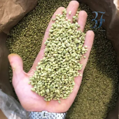 گل اورگانو بولد 2 گل اورگانو بولد - تصویر 2