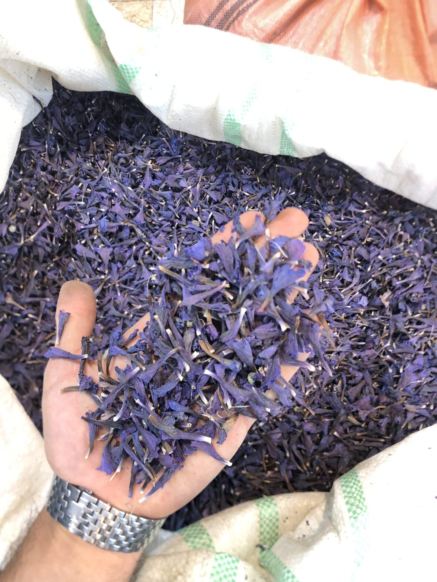 گل گاوزبان 3 گل گاوزبان - تصویر 3