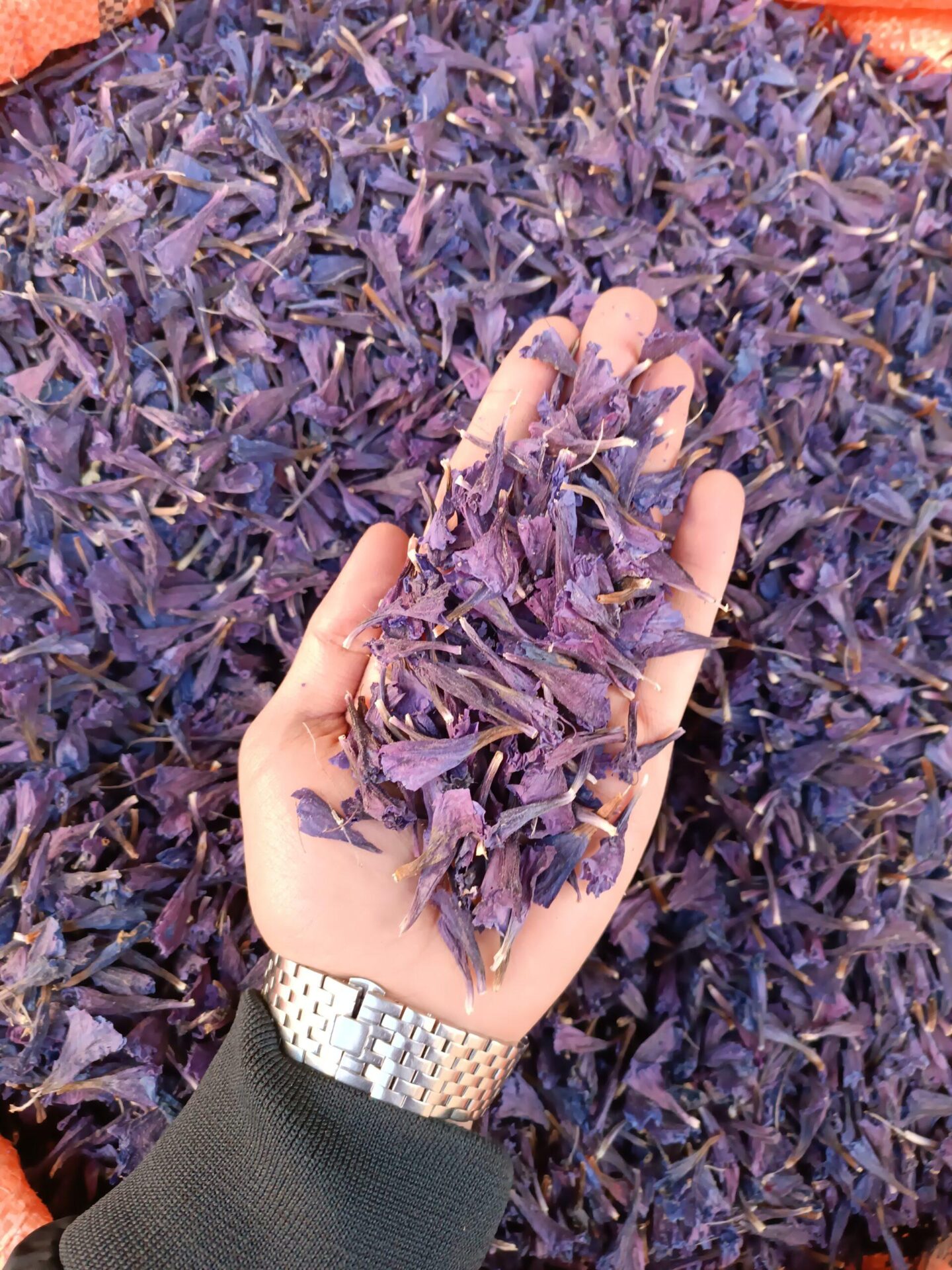 گل گاوزبان 1 گل گاوزبان