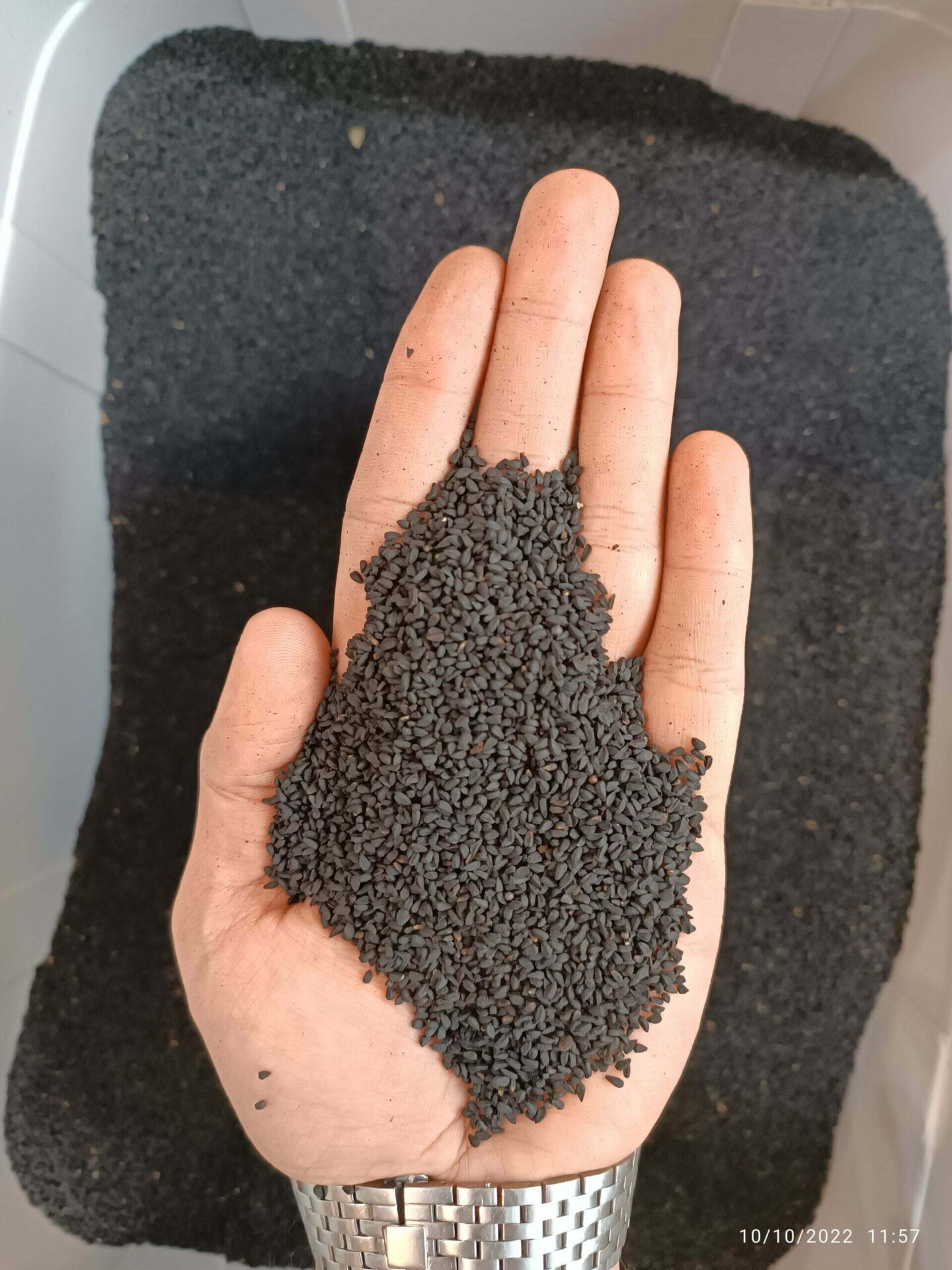 تخم ریحان شربتی 2 تخم شربتی ریحان