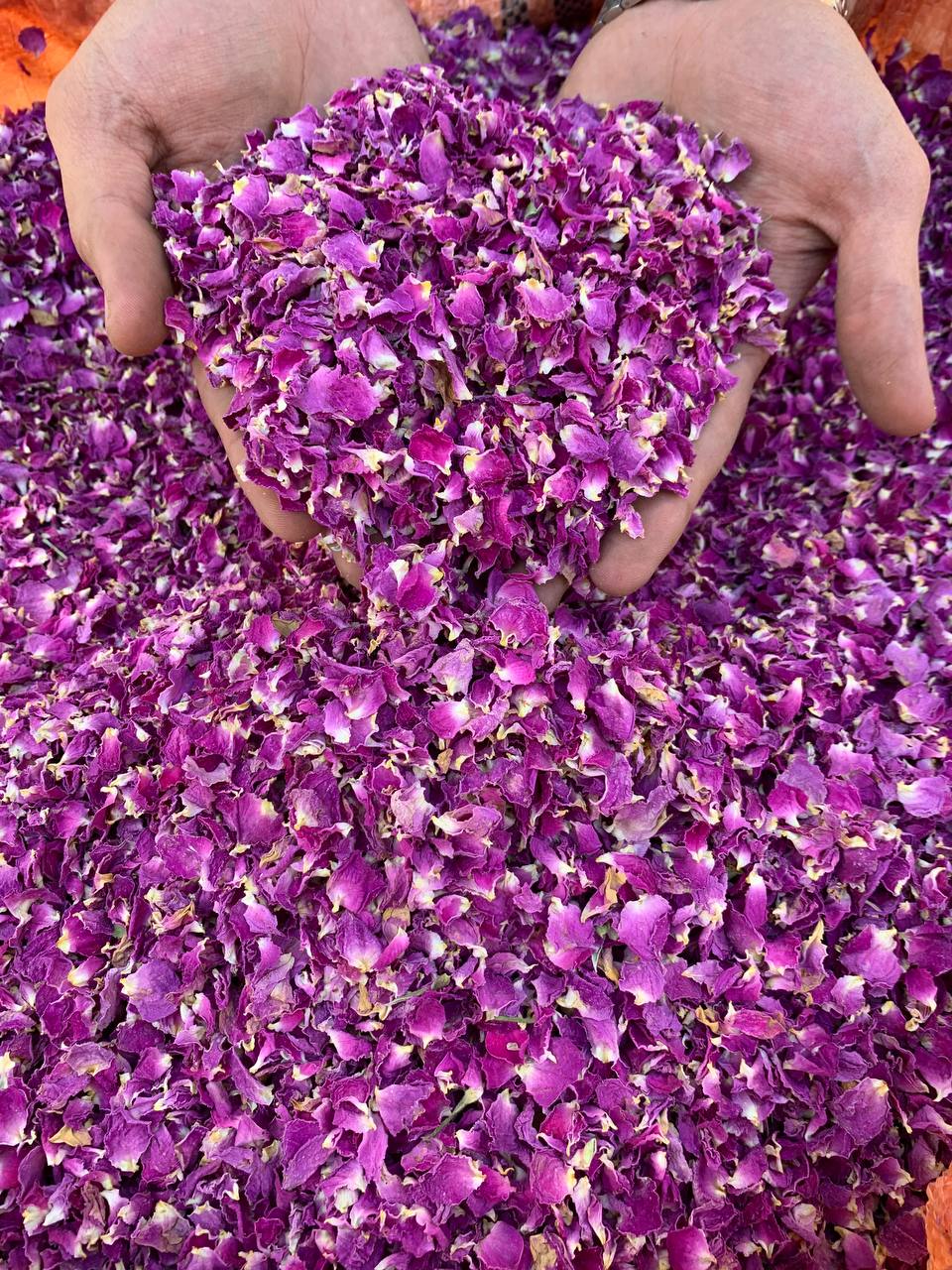 پرگل محمدی لوکس لاله زار 1 پرگل محمدی لوکس لاله زار