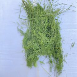 شوید پفکی شسته شده یک کیلو