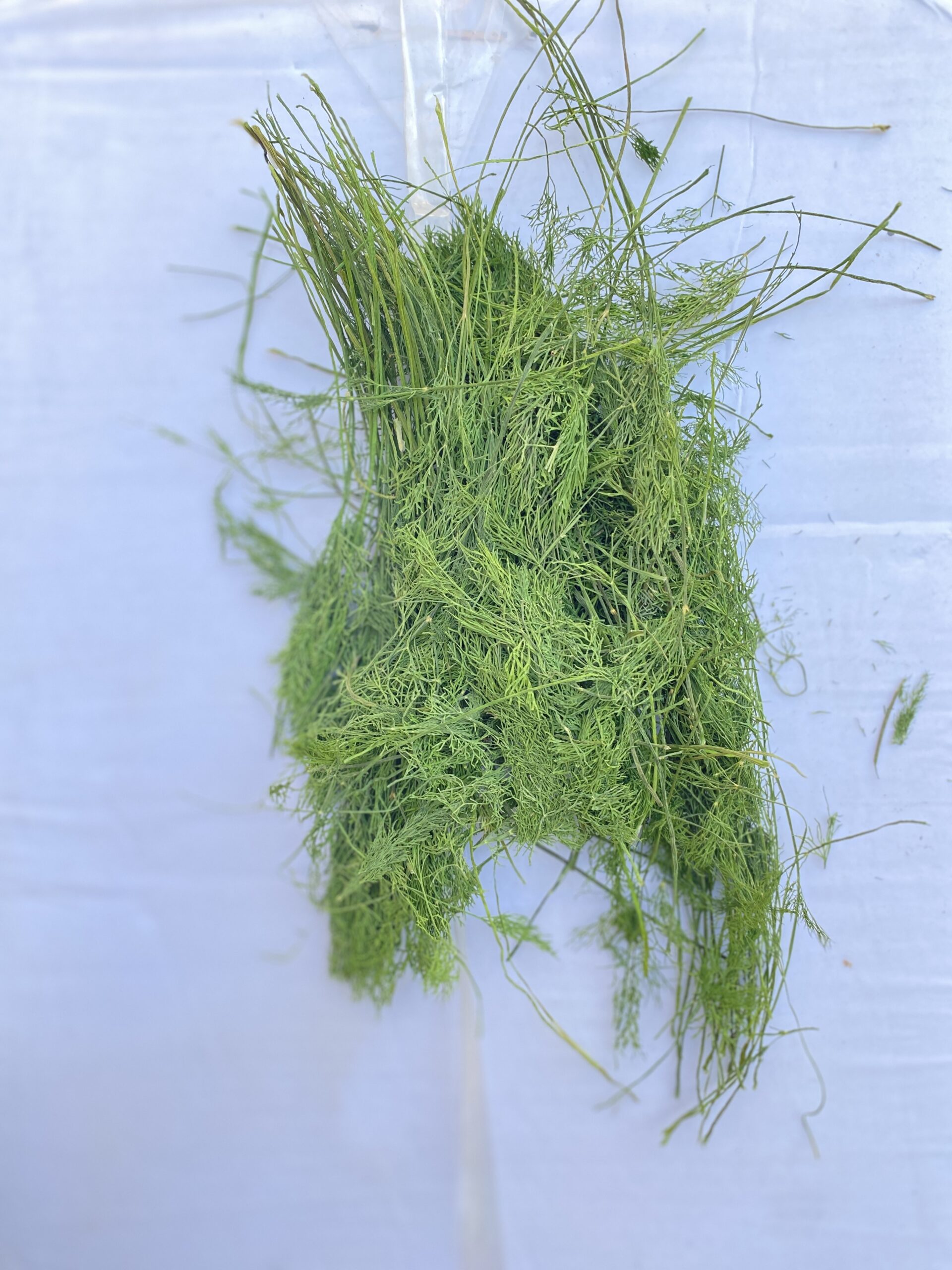 شوید پفکی شسته شده یک کیلو 1 شوید پفکی شسته شده یک کیلو