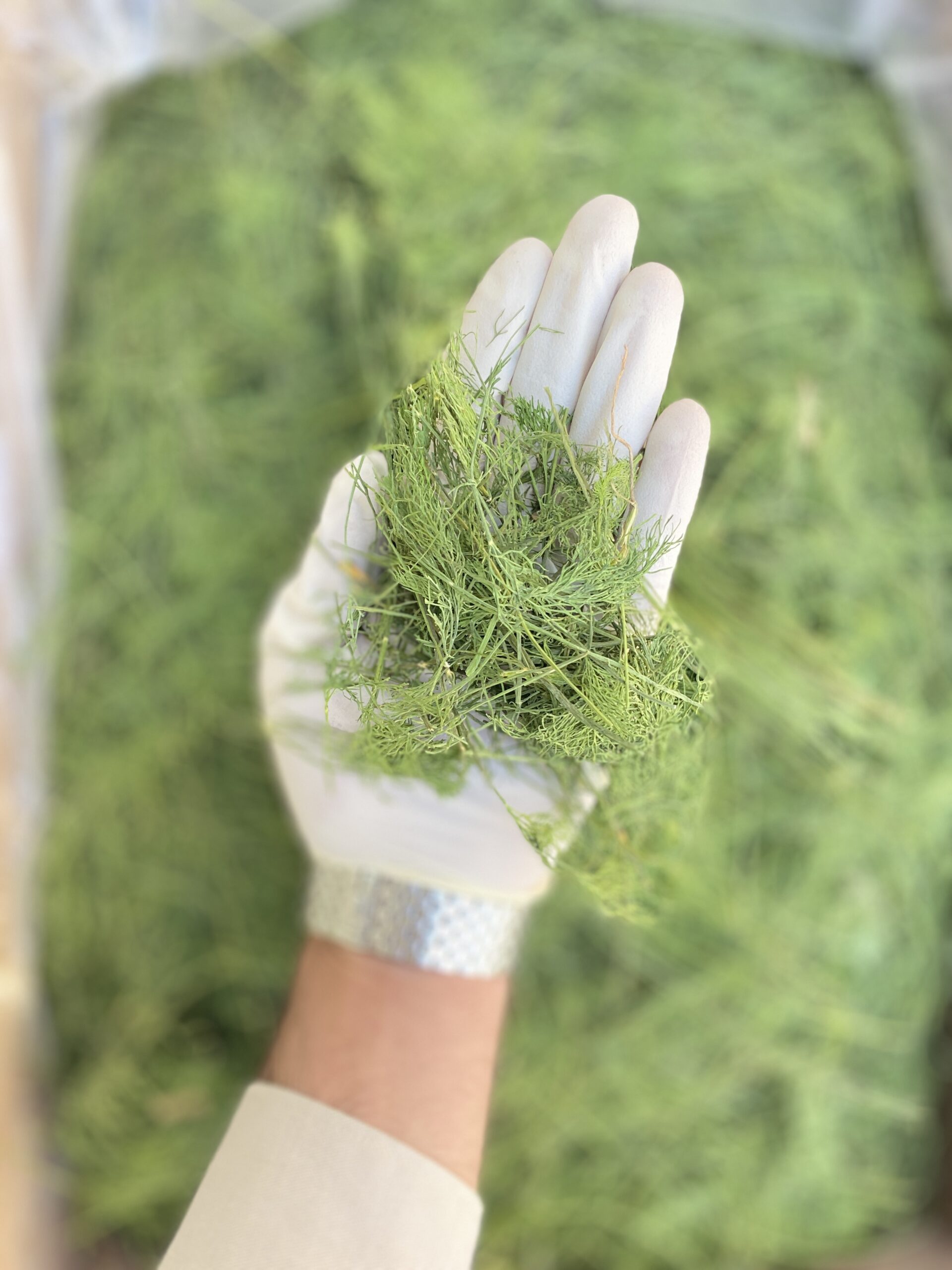 شوید پفکی شسته شده یک کیلو 2 شوید پفکی شسته شده یک کیلو - تصویر 2