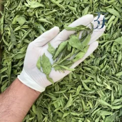 استویا لوکس سرت شده