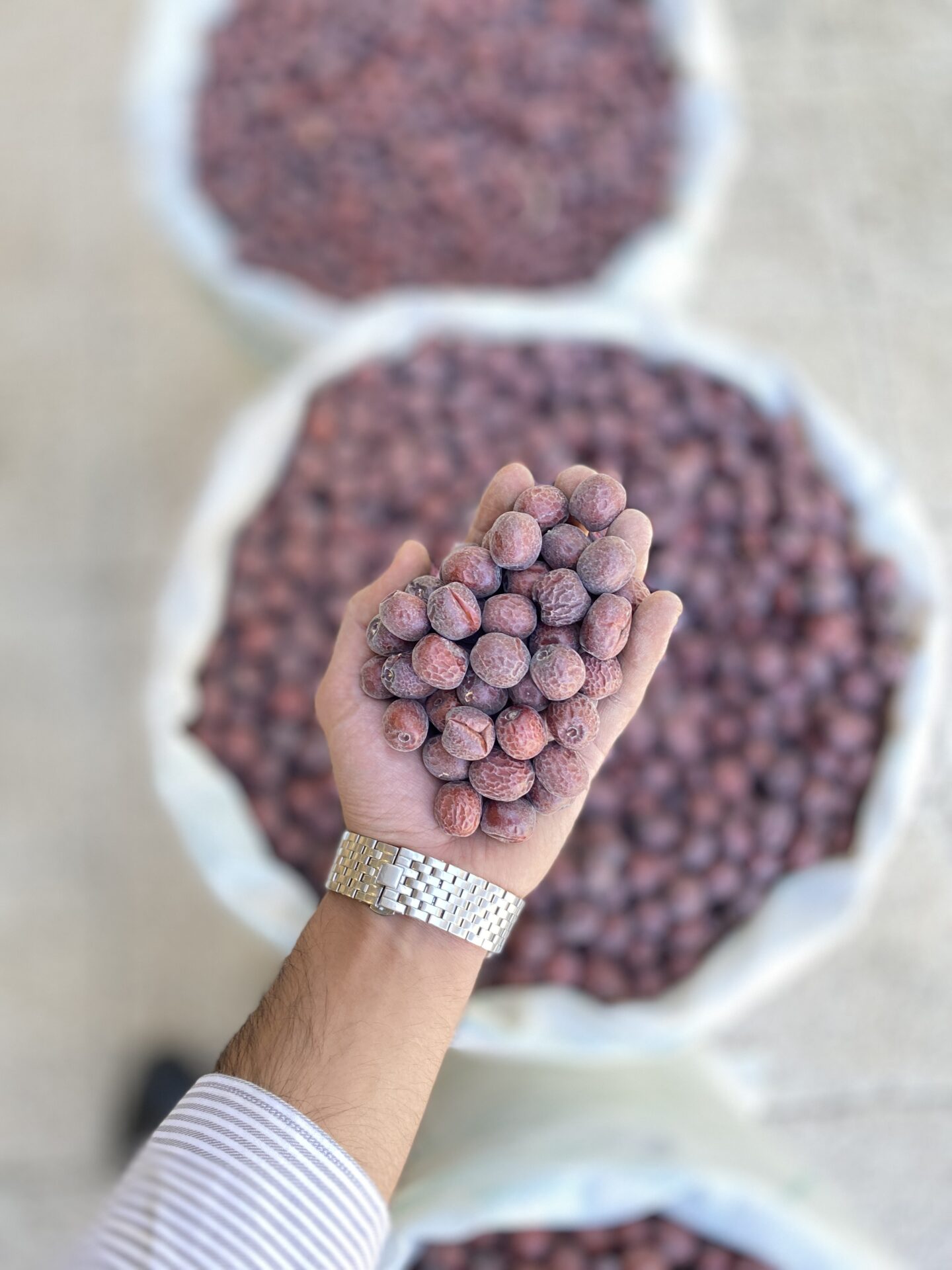 عناب درشت A کد 105 1 عناب متوسط