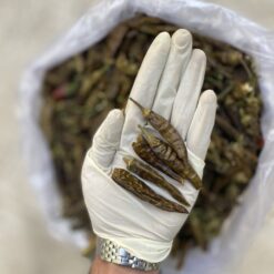 قلم فلفل هالوپینو سبز تند