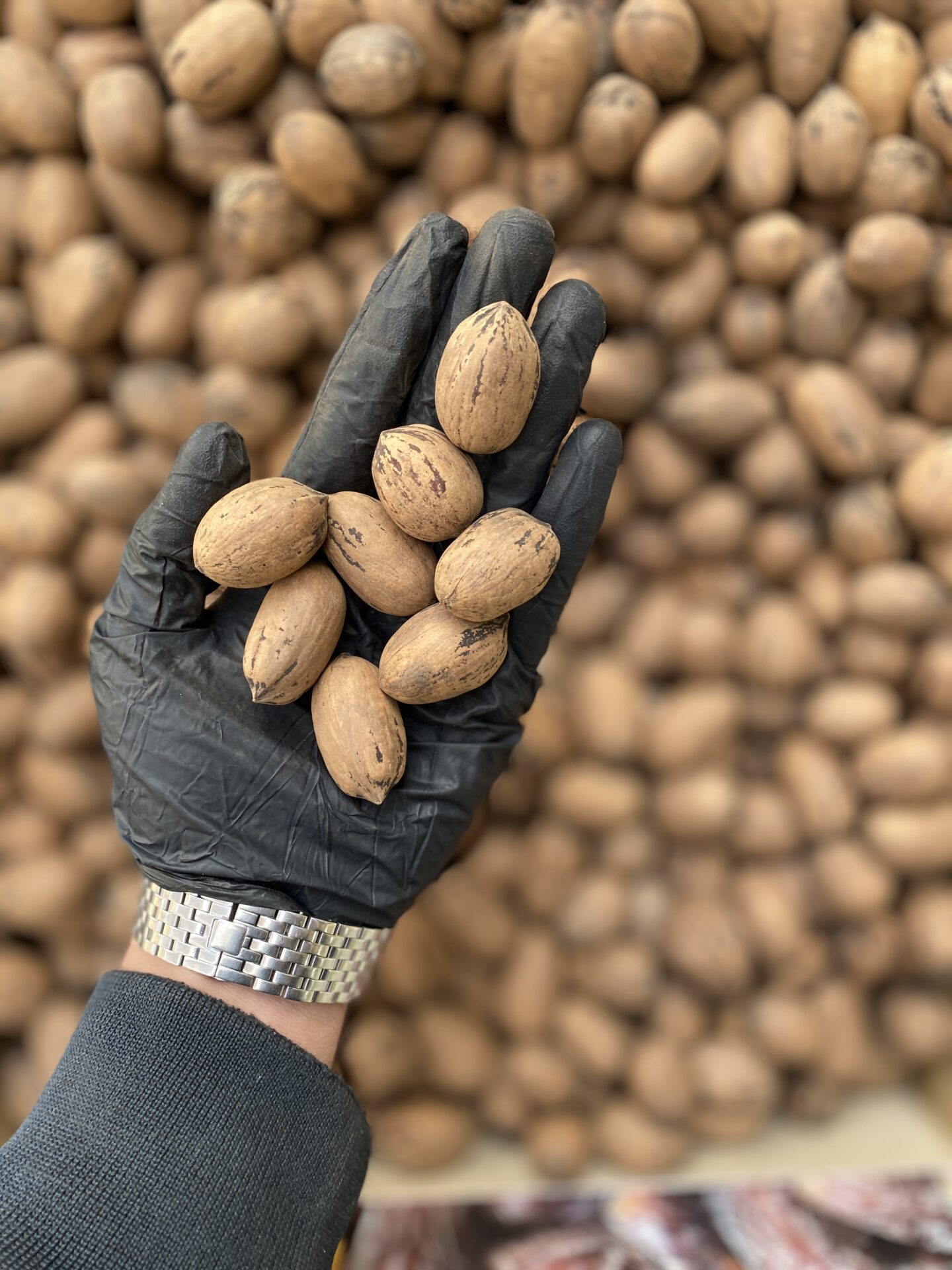 گردو پکان آمریکایی 1 گردو پکان