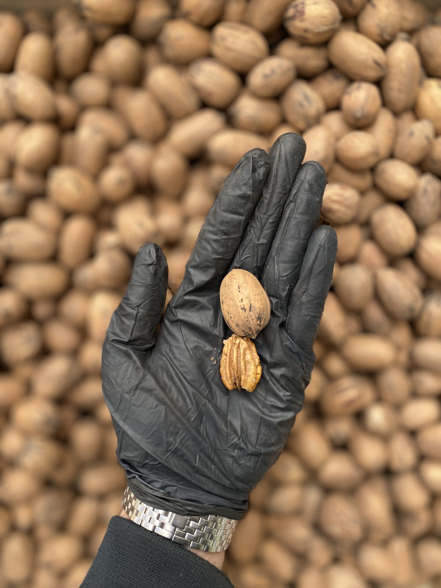 گردو پکان آمریکایی 4 گردو پکان آمریکایی - تصویر 4