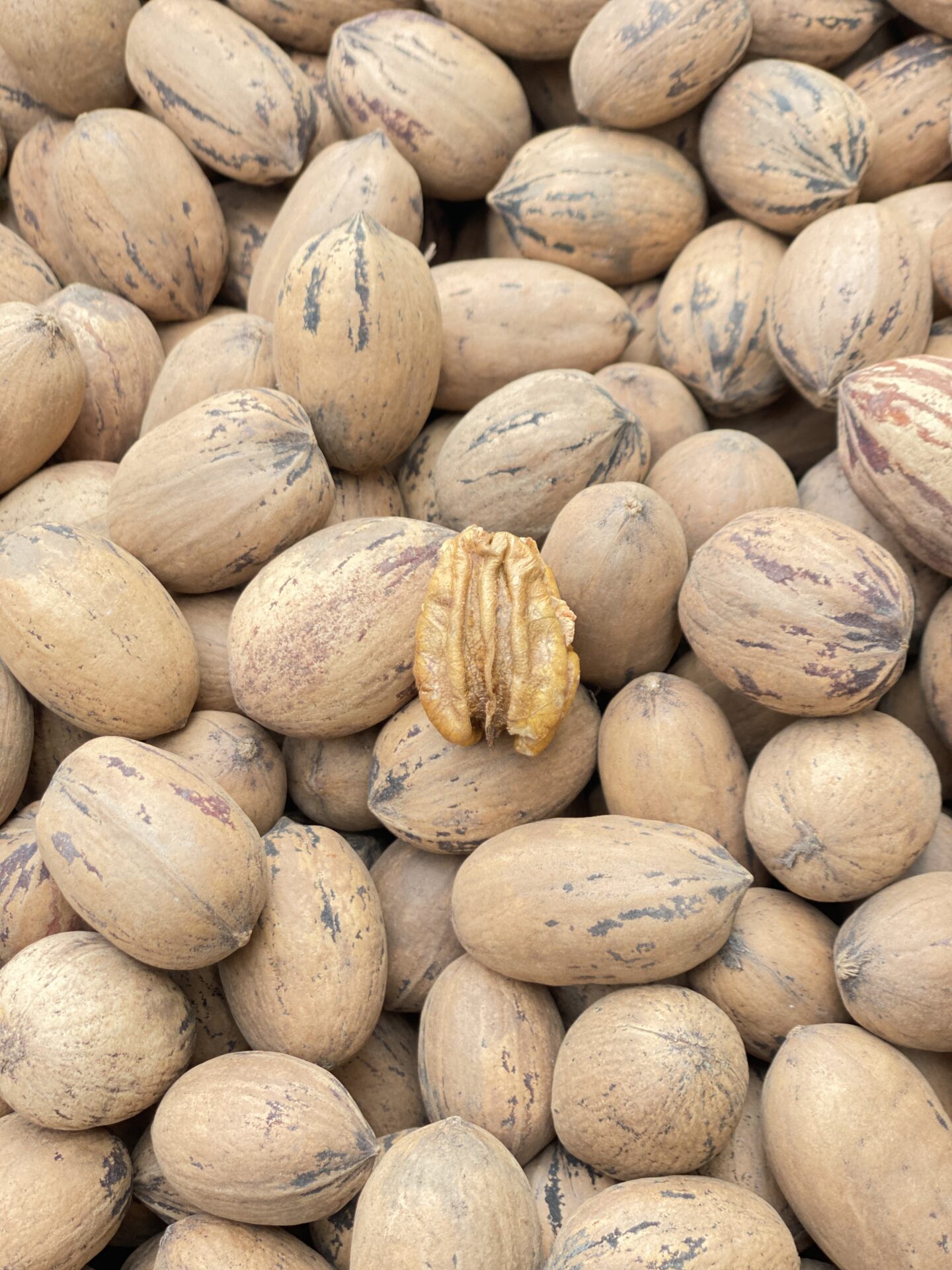 گردو پکان آمریکایی 3 گردو پکان آمریکایی - تصویر 3