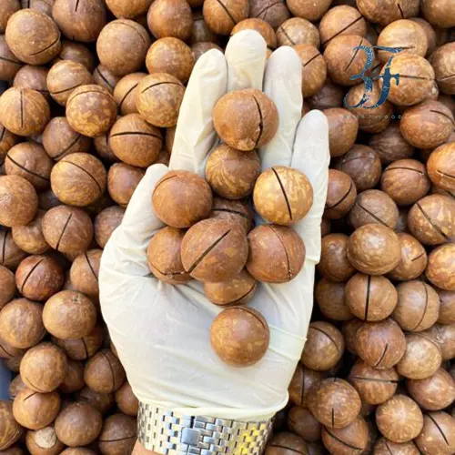 ماکادمیا (فندق استرالیایی) وانیلی 1 عکس فندق کلید دار ماکادمیا