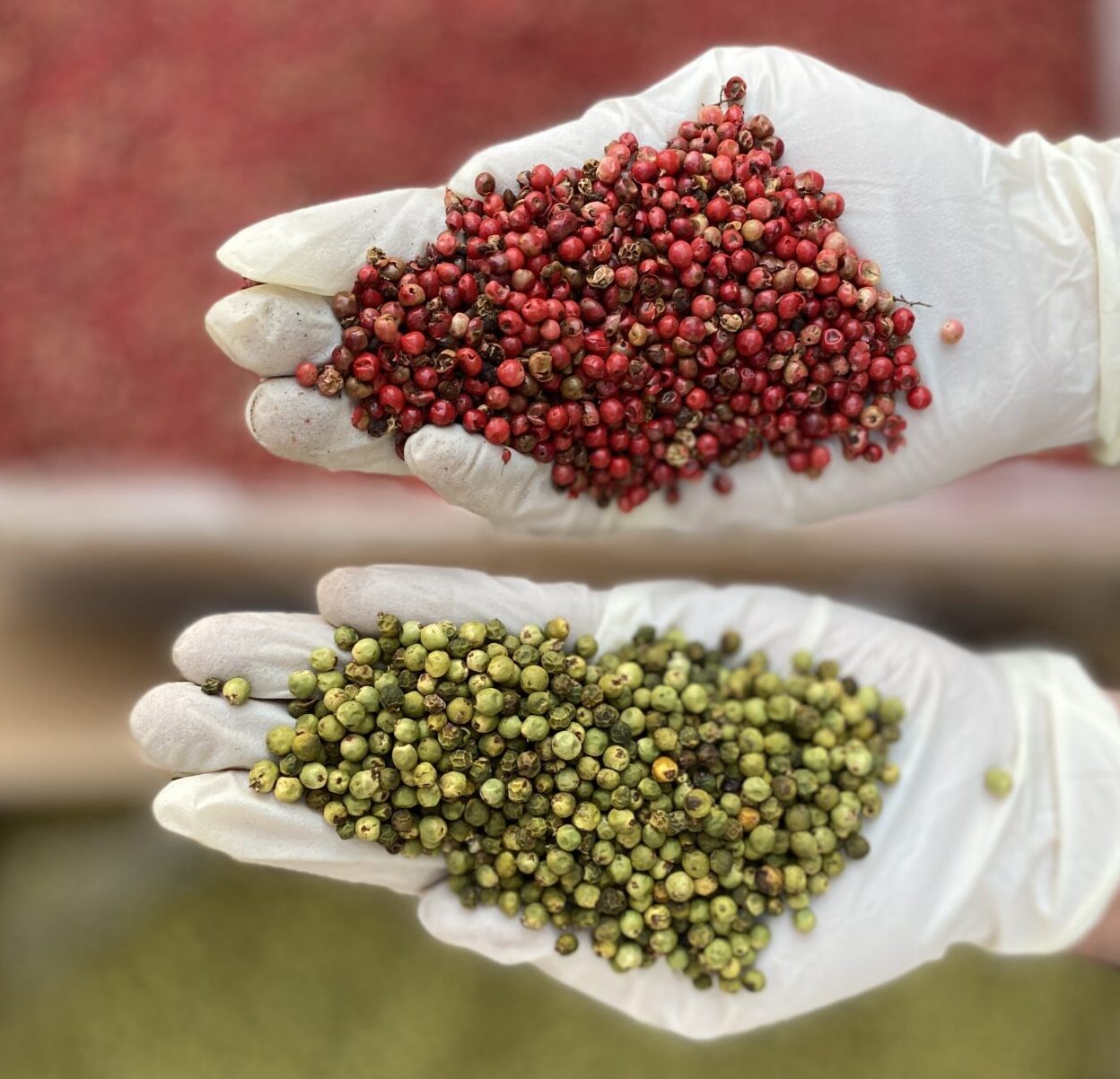 دان فلفل صورتی 2 دان فلفل سبز بازرگانی براتی