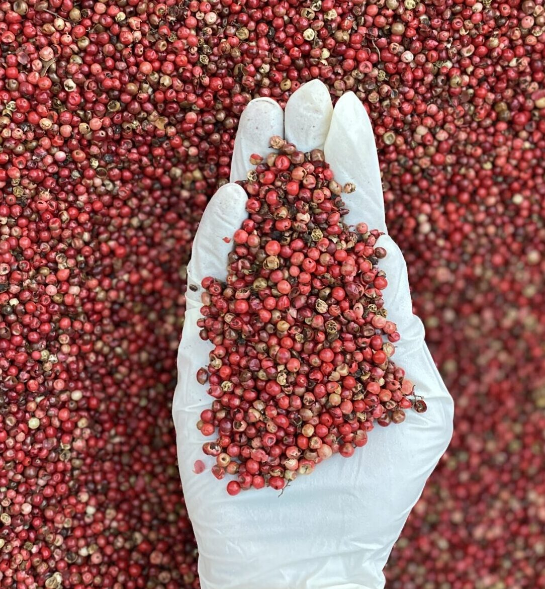 دان فلفل صورتی 1 دان فلفل صورتی بازرگانی براتی