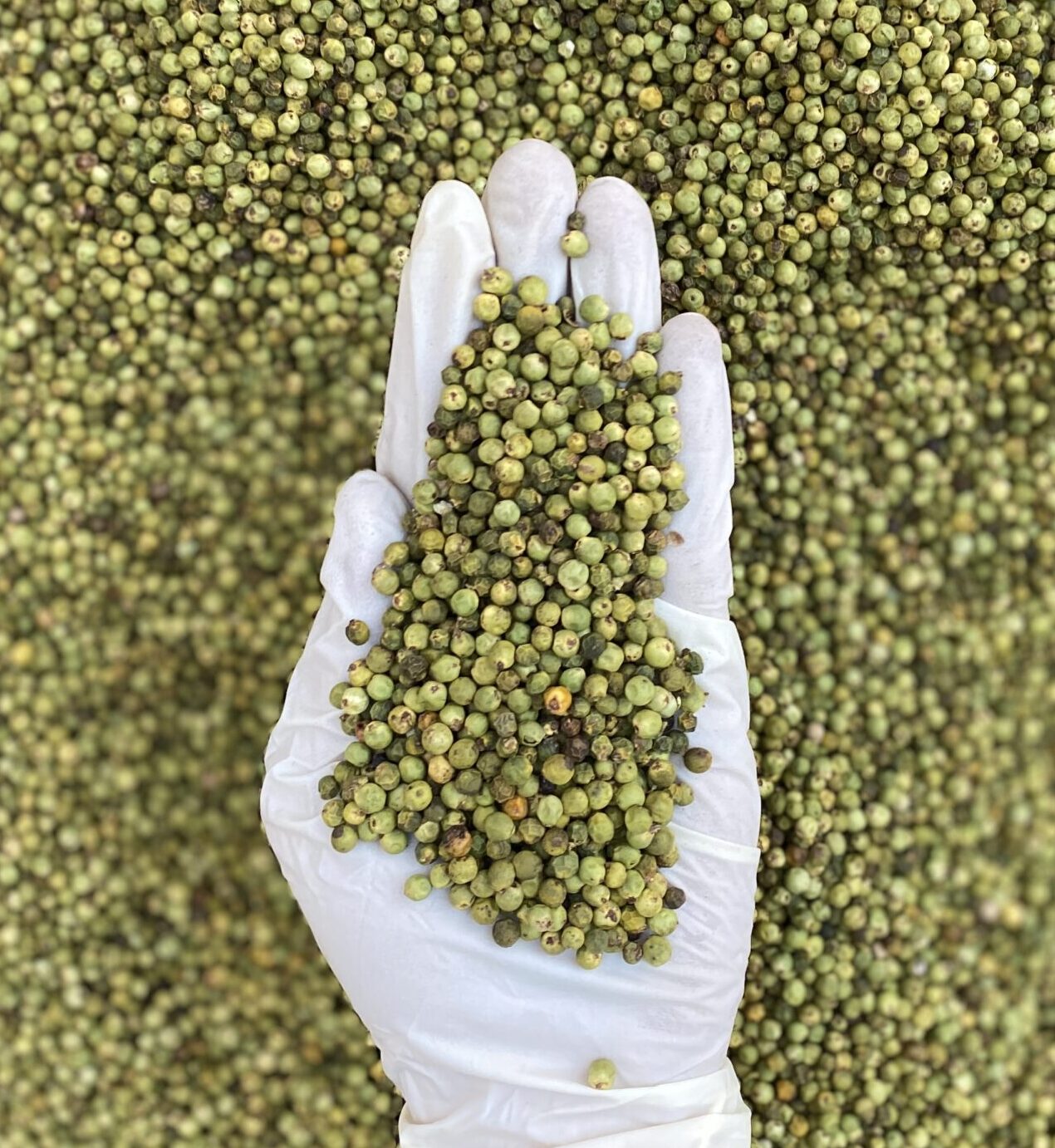 دان فلفل سبز 1 دان فلفل سبز در بازرگانی براتی