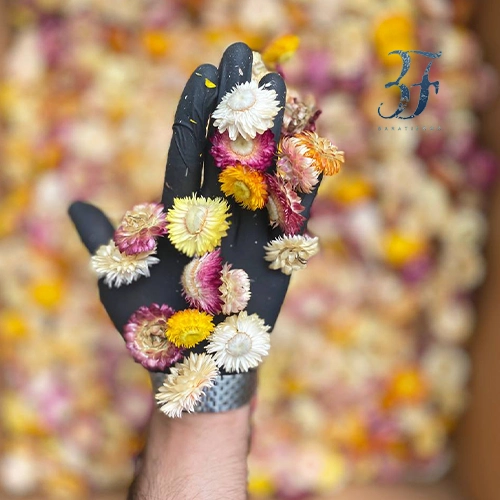 گل مینا لوکس 2 گل مینا لوکس - تصویر 2