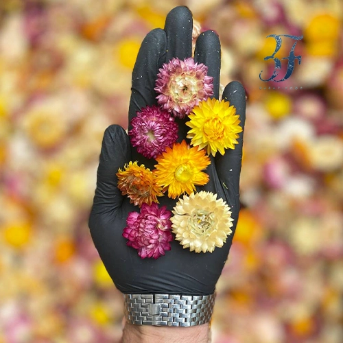 گل مینا لوکس 1 گل مینا لوکس