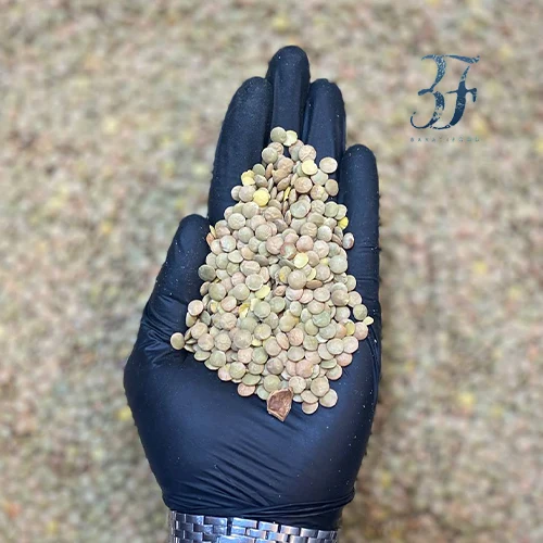 عدس درشت 2 عدس درشت - تصویر 2