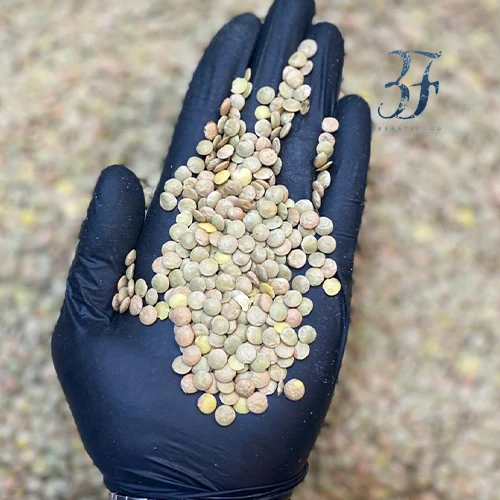 عدس درشت 1 عدس درشت