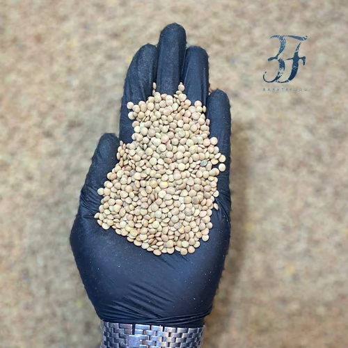 عدس ریز 1 عدس ریز