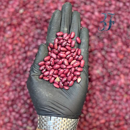 لوبیا قرمز 2 لوبیا قرمز - تصویر 2