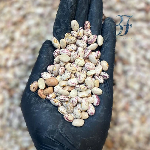 لوبیا چیتی ایرانی 1 لوبیا چیتی ایرانی