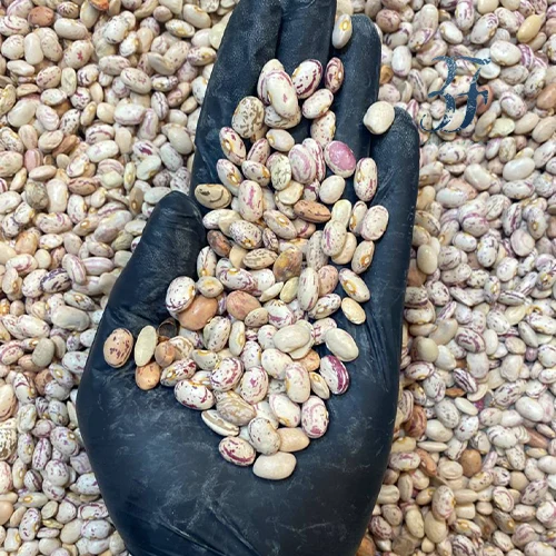 لوبیا چیتی ایرانی 2 لوبیا چیتی ایرانی - تصویر 2